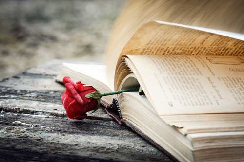 Frauen- und Liebesromane - Rose eingeklemmt in Buchseite