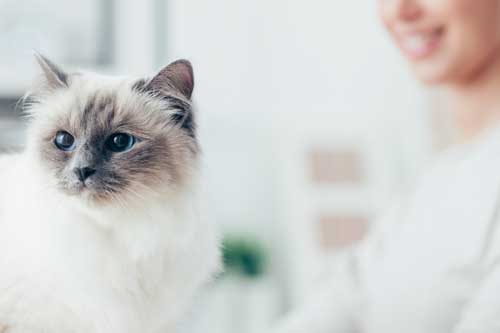 Haustierversorgung: Junge lächelnde Frau versorgt Ihre Katze - Tierpflege