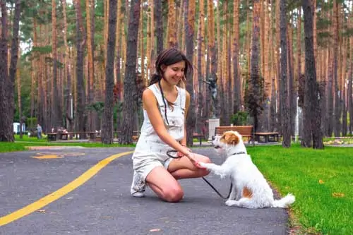Umgang mit Hunden - Frau trainiert mit ihrem Hund