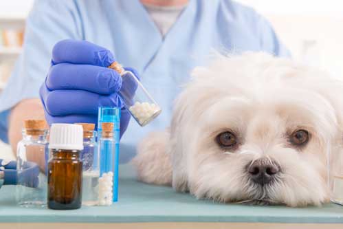 Homöopathie für Tiere - Haustiere, die homöopathische Globen für einen kleinen Malteshund halten