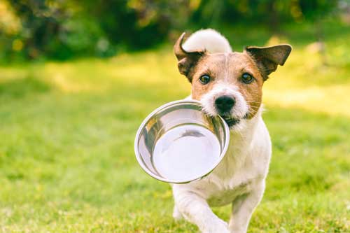 Tierernährungsberater Fernstudium | Hungriger oder durstiger Hund holt Metallschüssel zum Füttern oder Wasser