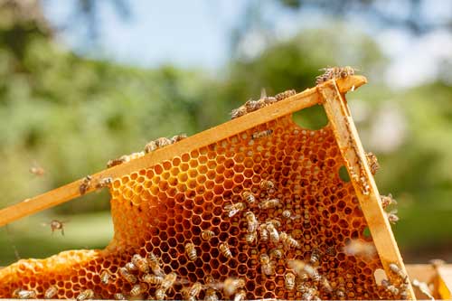 Imkern – Von der Bienenhaltung zum Honigverkauf