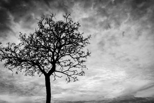 Sterben, Tod & Trauerarbeit | Silhouette toter Baum auf dunklem, dramatischen Himmelshintergrund für Furcht oder Tod.